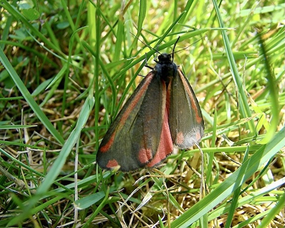 cinnabar